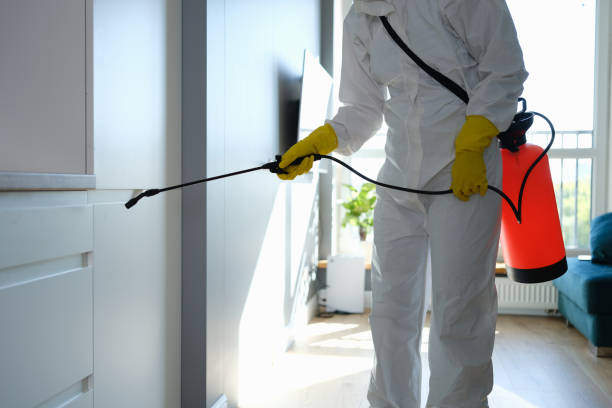 Mold Odor Removal Services in Chenango Bridge, NY