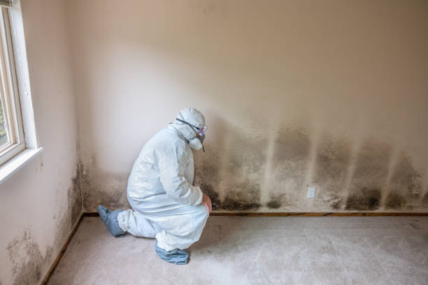 Trusted Chenango Bridge, NY Mold Remediation Experts